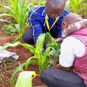 Propos de Richard Kounou,concernant la plantation des arbres : journée des arbres